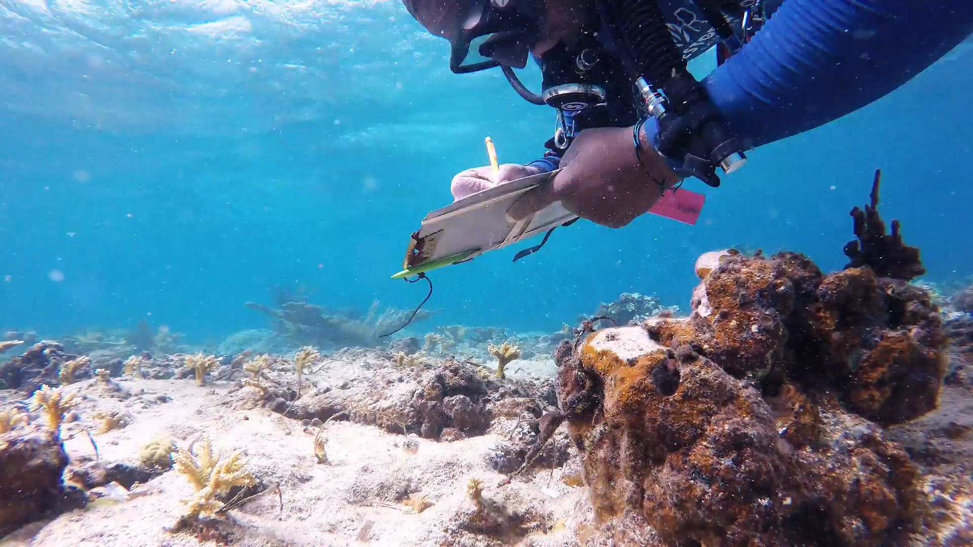 UVI student conducts marine research 